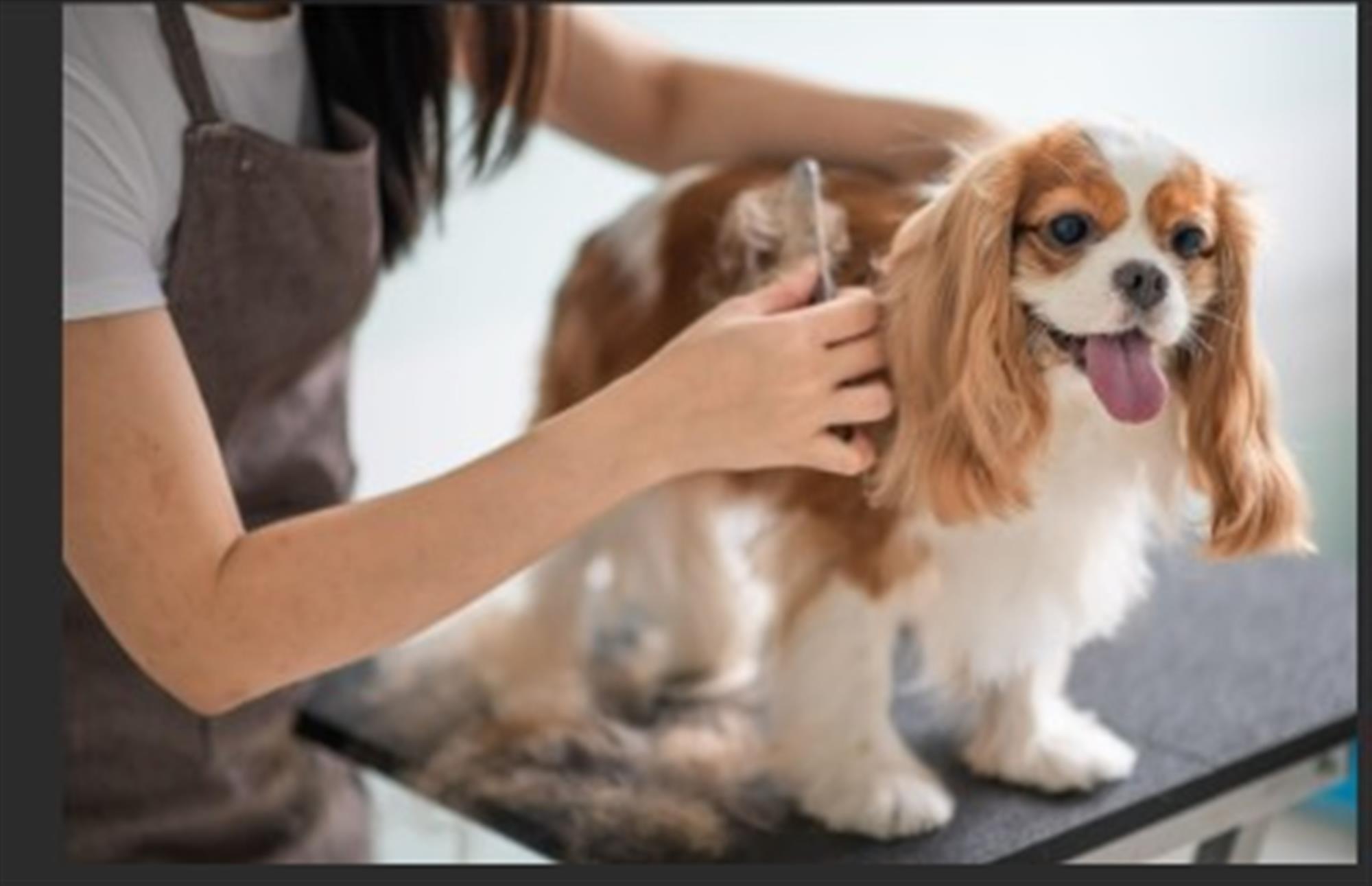 LONG ESTABLISHED DOG GROOMING CENTRE IN STAFFORDSHIRE